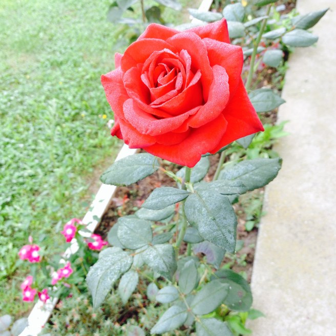 IMG_5266.JPG